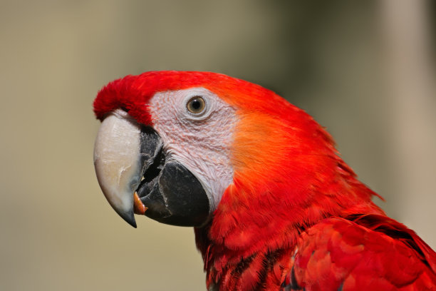 红金刚鹦鹉图片下载
