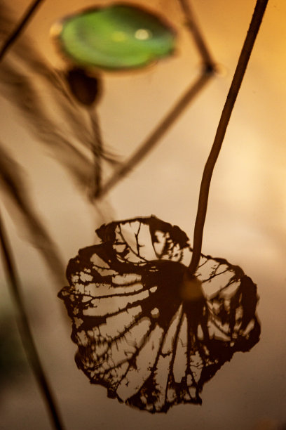 荷花的芽和叶图片下载