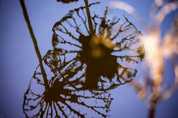 荷花的芽和叶图片下载