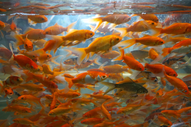 鱼缸里有许多鱼图片下载