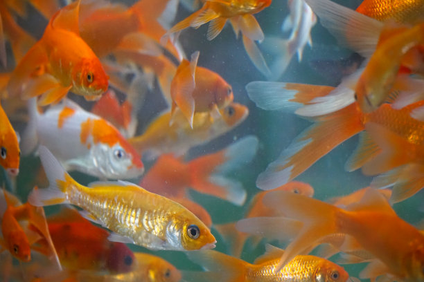 鱼缸里有许多鱼图片下载