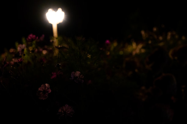 夜晚的灯笼照亮了生机勃勃的盛开的宇宙花图片下载