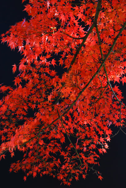 秋天的枫树图片下载