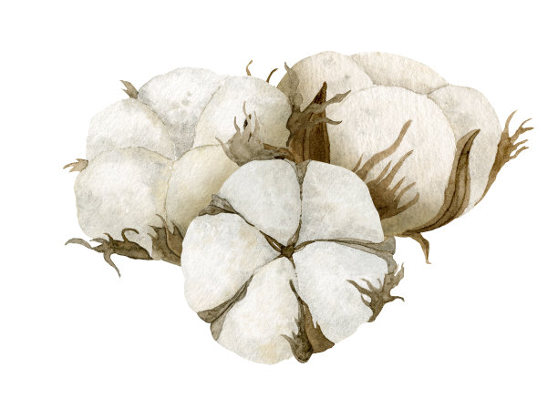 水彩棉花球。一束蓬松的植物。花卉插图与干白色植物的婚礼请柬和贺卡。在孤立的背景上绘图。手绘插图图片下载