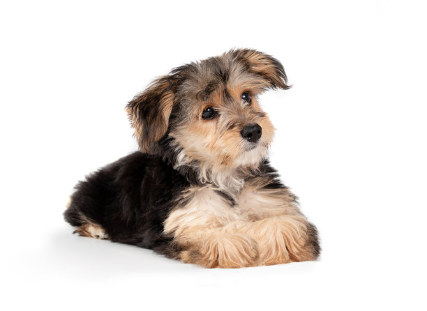 孤立的小狗躺在地板上，看着一边。图片下载