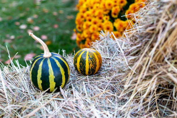 成熟的条纹南瓜和干草上的花朵图片下载