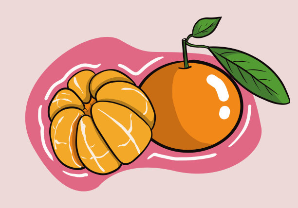 手绘的一组新鲜的橘或柑橘水果孤立的背景。矢量插图。图片下载