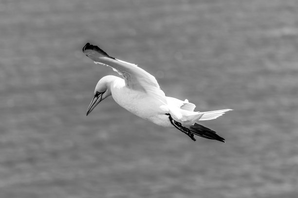 北方塘鹅，鸟嘴衔草筑巢，飞行中图片下载