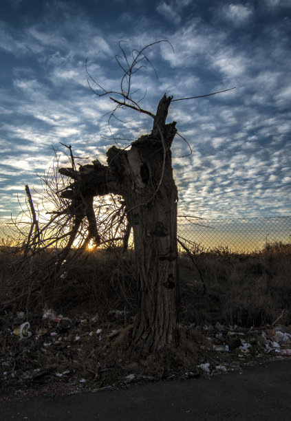 万圣节的树，西班牙高速公路旁的一棵死树图片下载