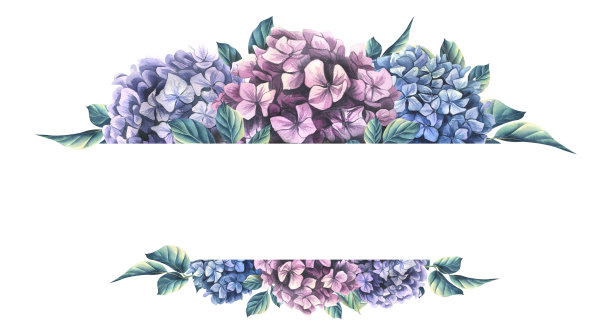 绣球花有粉红色、淡紫色、蓝色的叶子。水彩插图。横板从收集的婚礼花。用于注册和设计邀请函、证书。图片下载