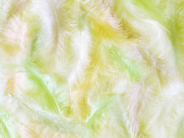抽象的纹理背景精致的彩色美丽的羽毛图片下载