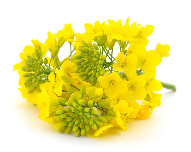 芥菜花开花。图片下载