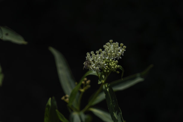 当地花园里的花图片下载