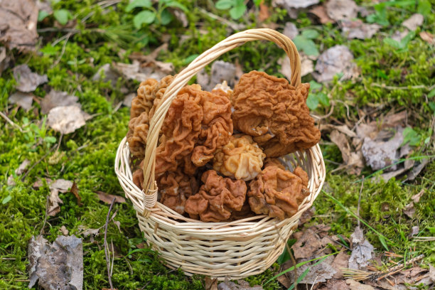 森林里采摘的鳞柄伞菌放在绿色草地上的草篮里图片下载