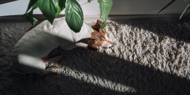 阳光明媚的日子，杰克罗素梗躺在白色地毯上打盹图片下载