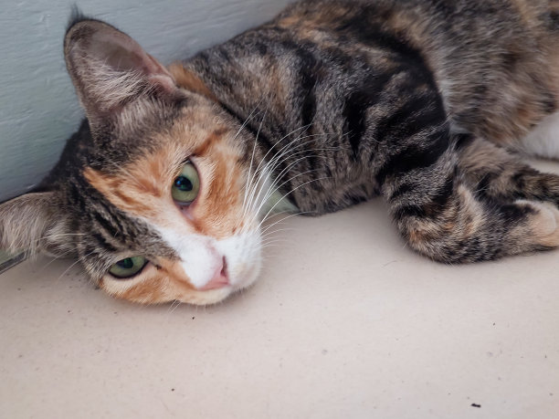 一只三色猫刚从公寓附近的睡梦中醒来。图片下载