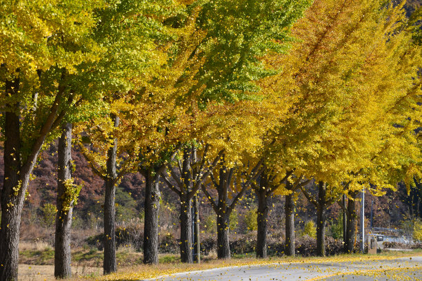 黄银杏树道图片下载