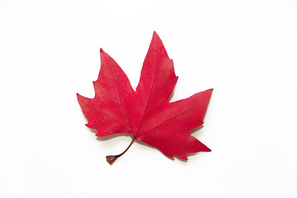 干燥的红枫叶在白色的背景，孤立图片下载