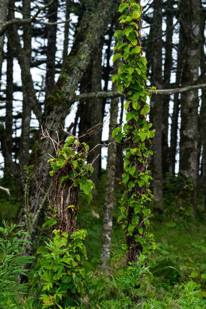 太平洋海岸、千岛群岛的海岸森林，有防风林和藤本植物图片下载