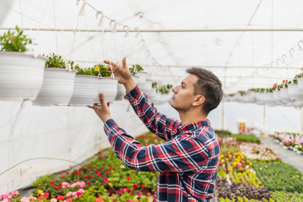 温室工人检查悬挂罐中的植物图片下载