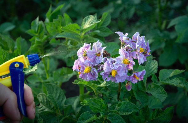 喷洒开花马铃薯防治科罗拉多马铃薯甲虫或细菌疾病图片下载
