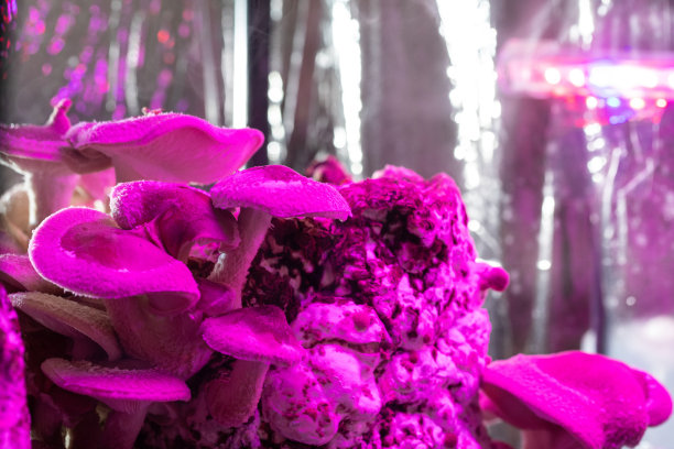 霓虹灯下的蘑菇图片下载