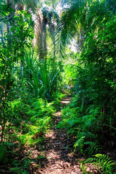 坦桑尼亚桑给巴尔的Jozani森林图片下载