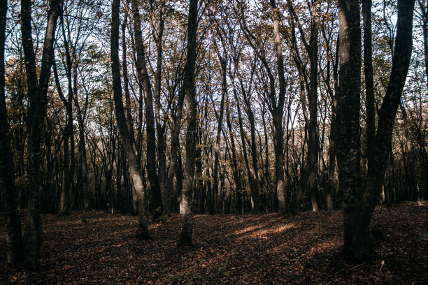 秋天的森林图片下载
