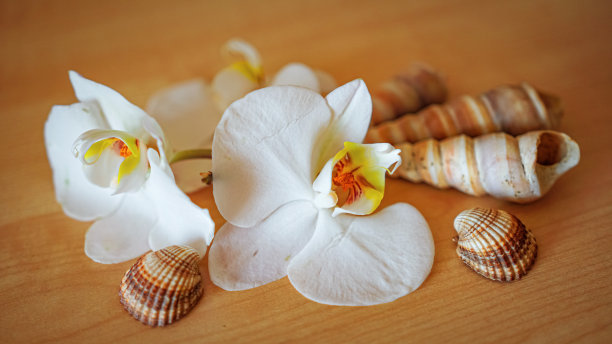 棕色背景上的大型白色兰花图片下载