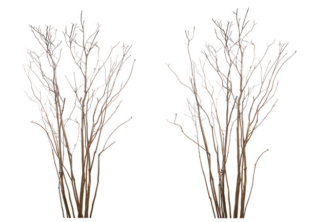 白色背景上的树图片下载