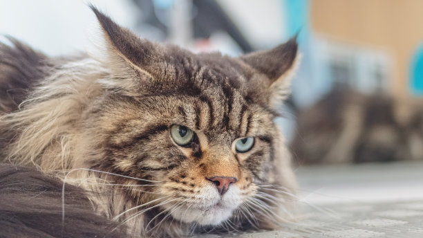 缅因猫在洗完澡后看着专业美容服务的镜头图片下载