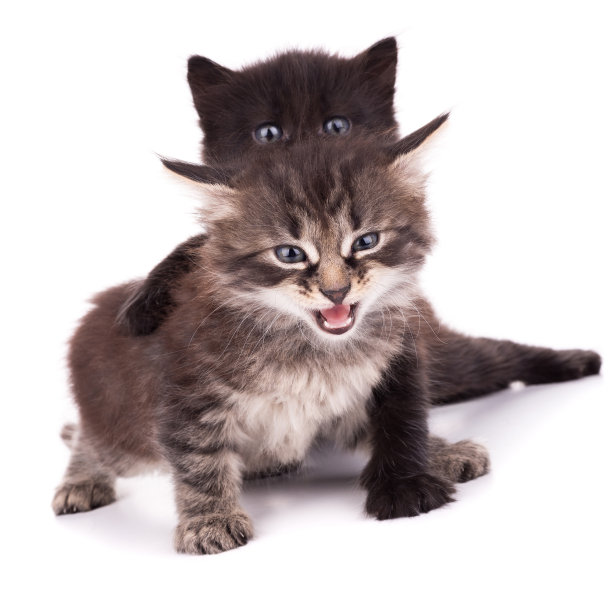 两只猫分开在白色背景上图片下载