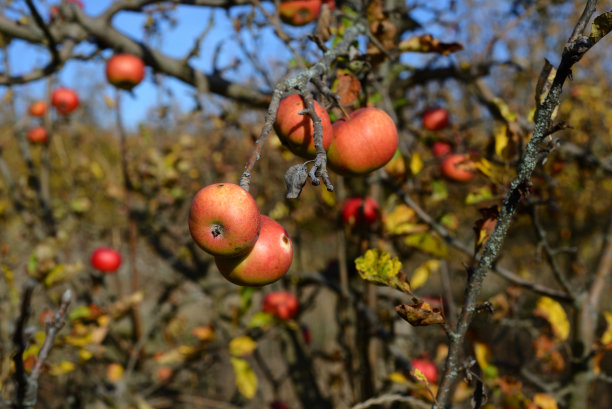 秋天花园里的苹果。图片下载