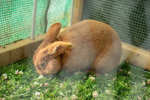 白天在笼子里的可爱的家养毛兔图片下载