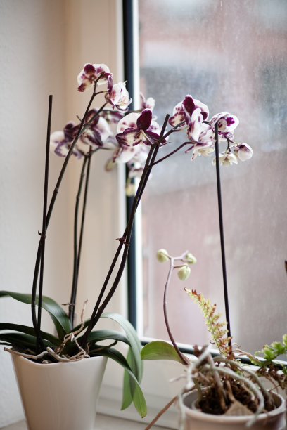 白天窗户旁边的垂直花朵照片图片下载