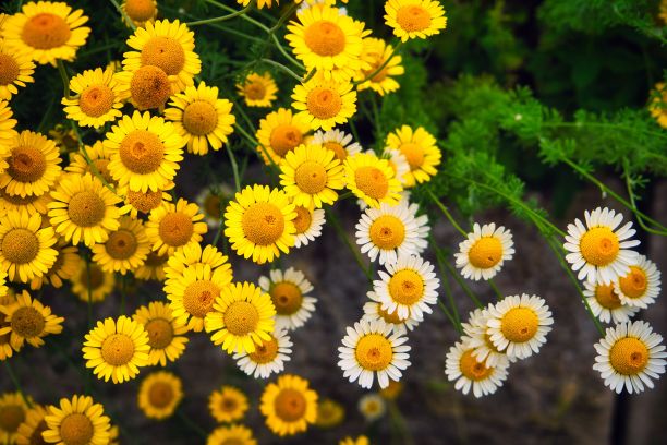 金色玛格丽特花的特写镜头图片下载