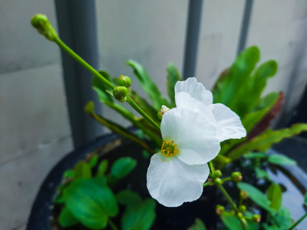 开白花的水生植物图片下载