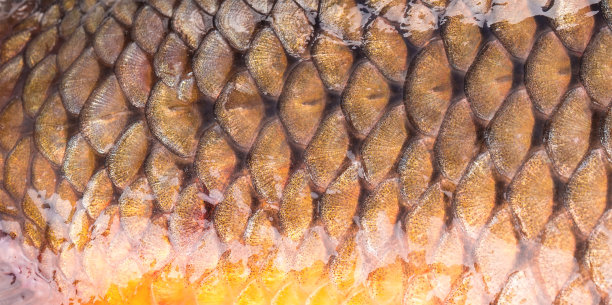 巨鱼的背景图片下载