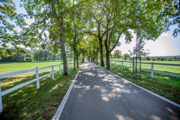 斯洛文尼亚国家公园里皮卡的道路被栅栏和树木包围的高角度照片图片下载