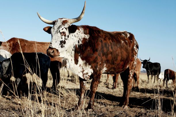 白色和棕色的恩古尼牛(Bos taurus)在田野中，背景是牛群图片下载