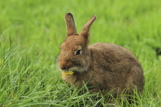 复活节兔子在草地上，嘴里叼着一朵花图片下载