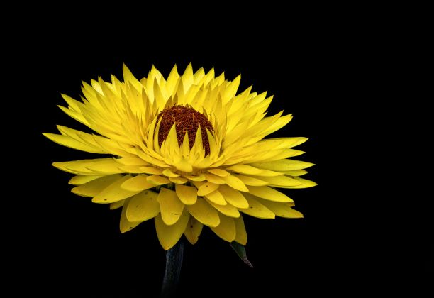 特写的黄色Strohblume或长生花盛开孤立的黑色背景图片下载
