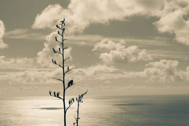 新西兰水面上生长的高大树枝的单色照片图片下载