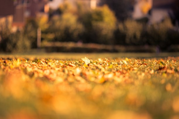 地面上棕色树叶的风景照片，背景是模糊的树木图片下载