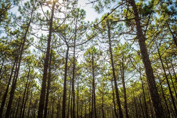 低角度拍摄了许多美丽的高大的树木在森林在白天图片下载