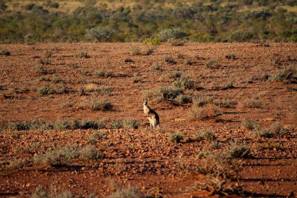 选择对焦镜头的袋鼠站在远处图片下载