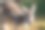 特写镜头的袋鼠看着相机与模糊的背景图片下载
