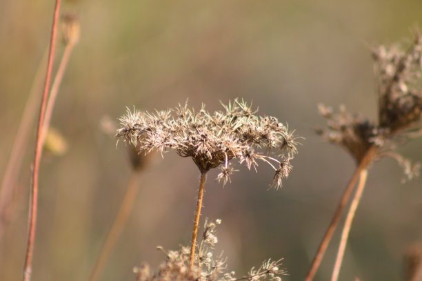 背景模糊的棕色干野生胡萝卜种子特写图片下载