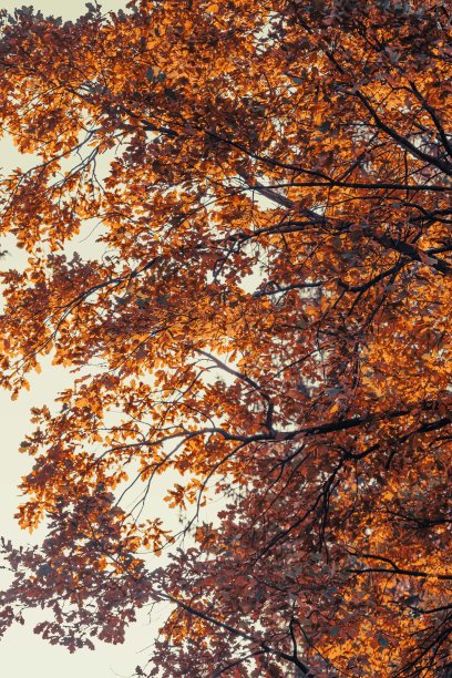 秋天的公园自然是暖色调的橘色图片下载