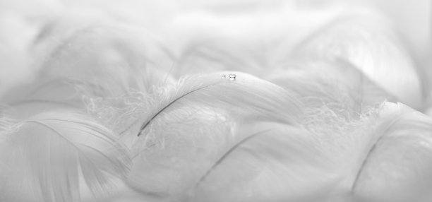 白色蓬松的鸟羽毛和一滴水。美丽的雾。羽毛精致的羽毛质地软焦点图片下载